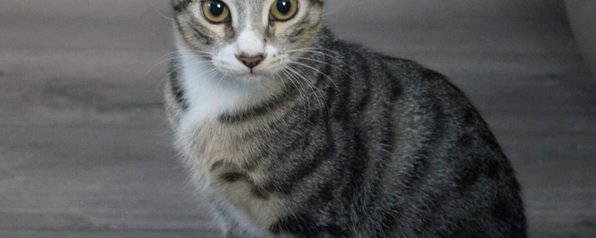Prinz (Foto: Adam Neef)