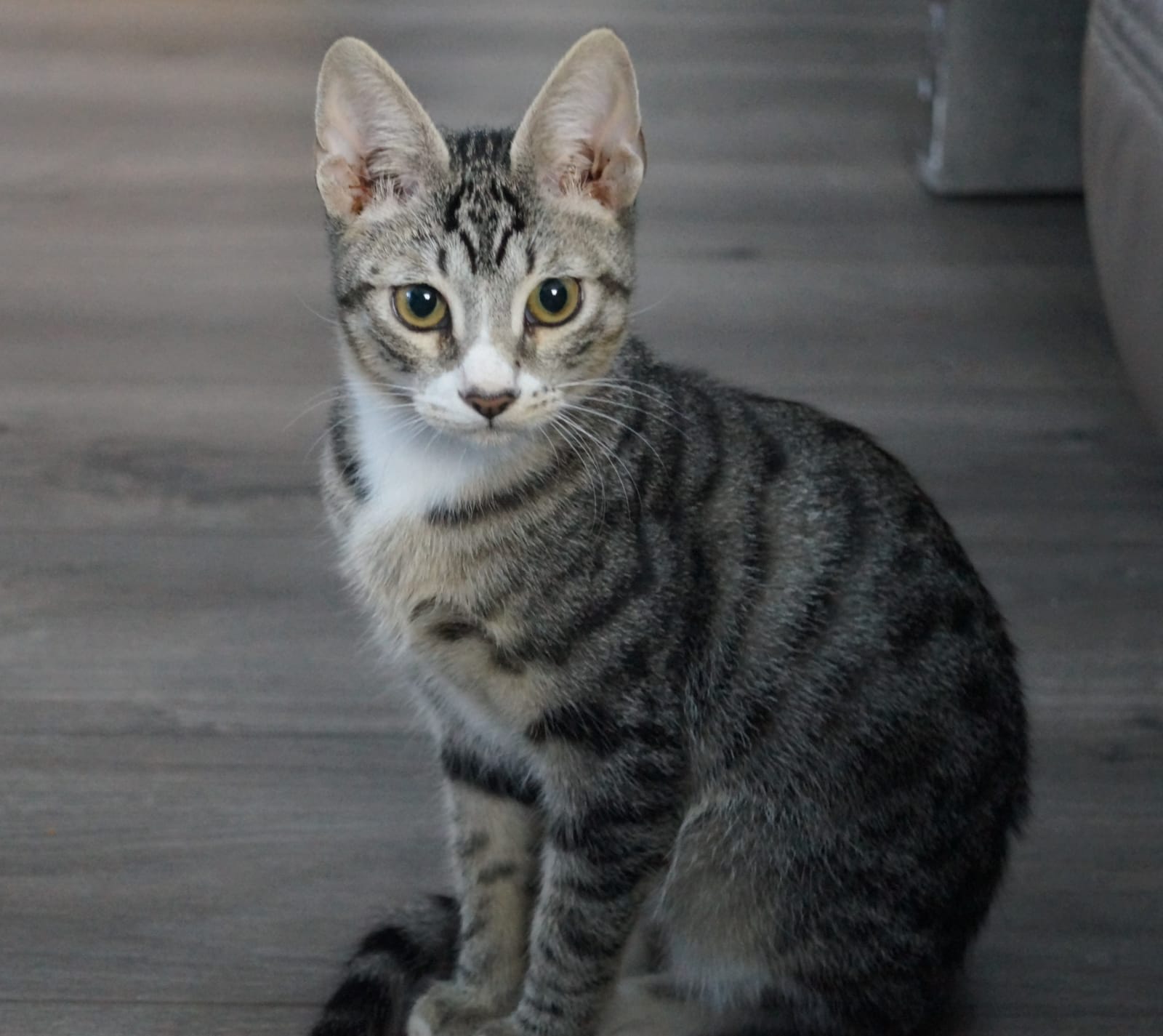 Prinz (Foto: Adam Neef)