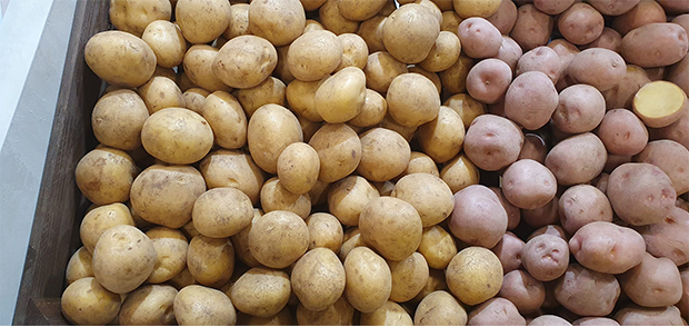 Kartoffeln (Foto: Volker Neef)