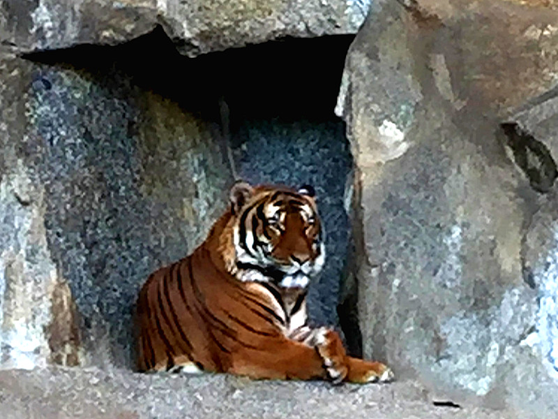 Der Internationale Tag des Tigers 